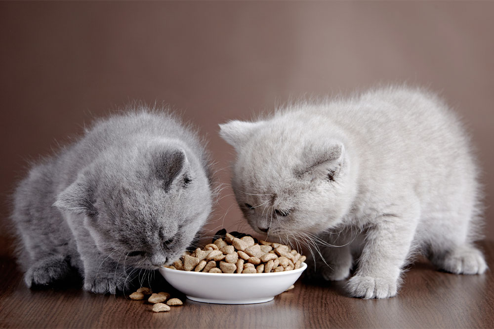 5 Easy Cat Treat Recipes Using Three Ingredients